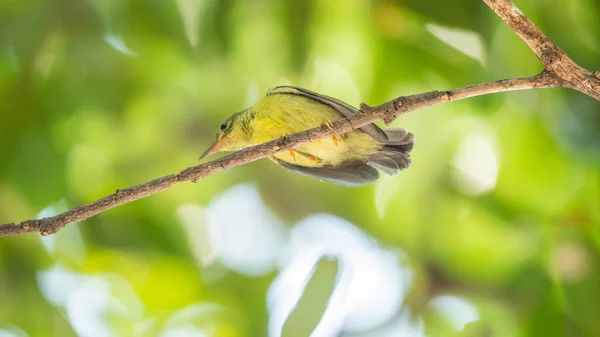 Pássaro (pássaro-do-sol de garganta castanha) em uma natureza selvagem — Fotografia de Stock