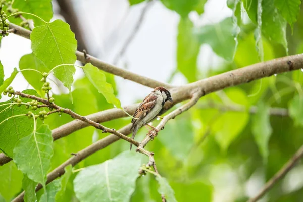 Vahşi doğada ağaçta kuş (House serçe) — Stok fotoğraf