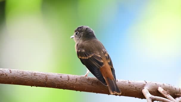 Bird Ferruginous Flycatcher Muscicapa Ferruginea Brown Sugar Orange Red Color — Stock Video