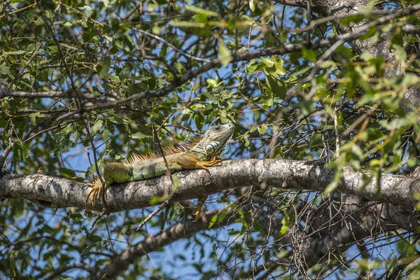 Игуана Род Травоядных Ящериц Родом Мексики Америки Найденный Таиланде Потому — стоковое фото