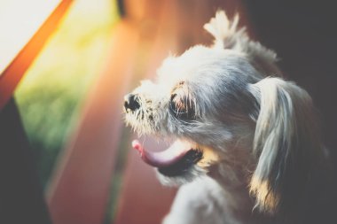 Seyir bir şey kafede oturan köpek