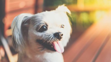 Seyir bir şey kafede oturan köpek