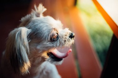 Seyir bir şey kafede oturan köpek