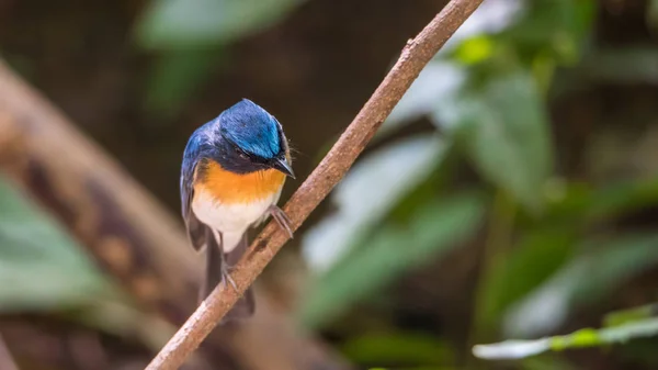 Vogel (tickell 's blue Fliegenfänger) in freier Natur — Stockfoto