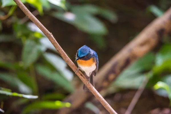Bird (Tickell 's Blue Flycatcher) in nature wild — стоковое фото