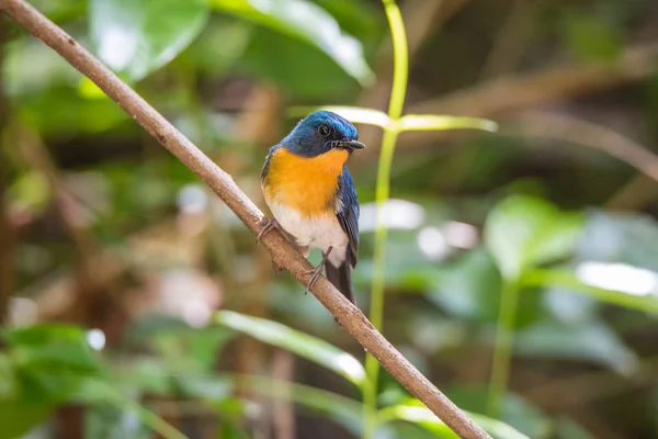 Vogel (Tickell van blauwe vliegenvanger) in de wilde natuur — Stockfoto