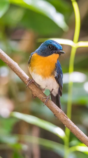 Pássaro (Tickell 's Blue Flycatcher) na natureza selvagem — Fotografia de Stock