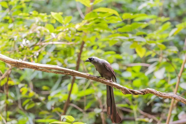 Egy vadon élő madár (ütő-farkú Treepie) — Stock Fotó