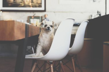 Seyir bir şey kafede oturan köpek