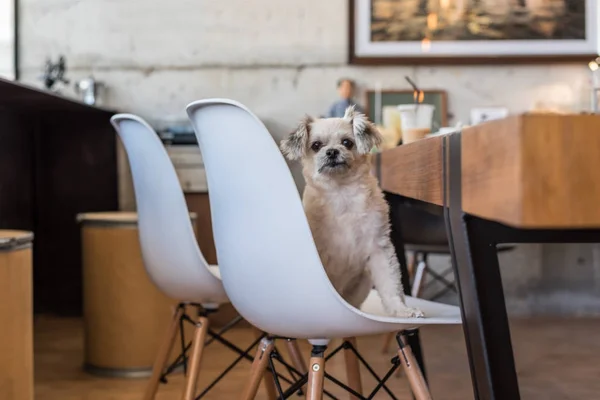 Собака сидить у кафе, дивлячись на щось — стокове фото