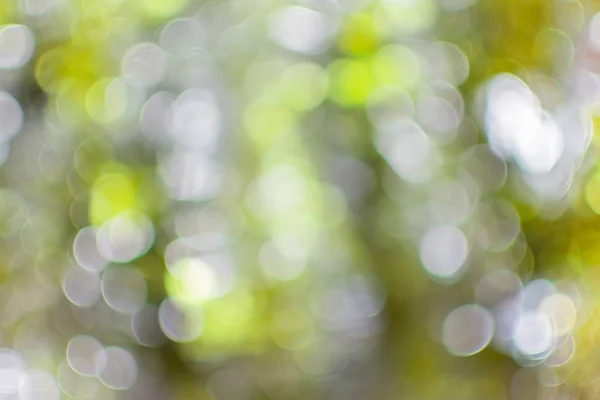 Fundo bokeh abstrato verde de folha e luz — Fotografia de Stock