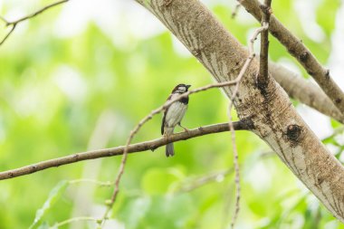 Vahşi doğada ağaçta kuş (House serçe)