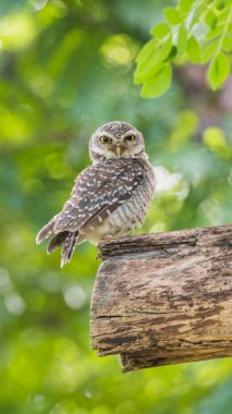 Vahşi doğada kuş (benekli owlet, baykuş)