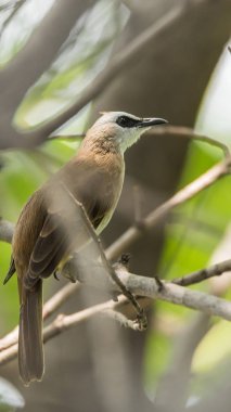Vahşi doğada ağaçta kuş (sarı Bacalı bülbül)