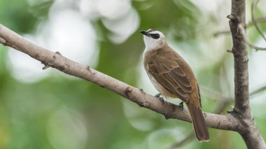 Vahşi doğada ağaçta kuş (sarı Bacalı bülbül)