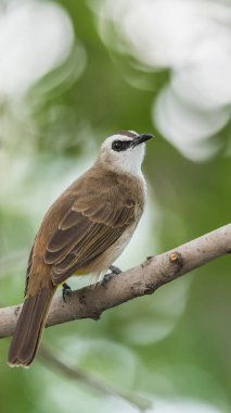 Vahşi doğada ağaçta kuş (sarı Bacalı bülbül)