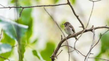 Vahşi doğada kuş (Asya kahverengi sinekkapan)