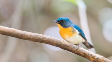 Vahşi doğada kuş (Tickell'ın mavi sinekkapan)