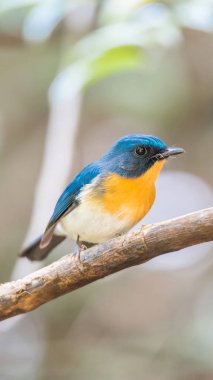 Vahşi doğada kuş (Tickell'ın mavi sinekkapan)