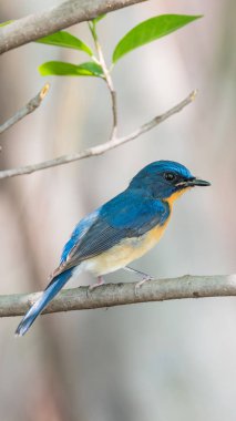 Vahşi doğada kuş (Tickell'ın mavi sinekkapan)