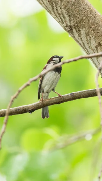 Pták (House Sparrow) na strom v divoké přírodě — Stock fotografie