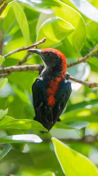 Pájaro (Pájaro de las flores con respaldo escarlata) en la naturaleza salvaje — Foto de Stock