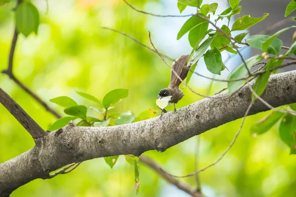 Bird (Malaysian Pied Fantail) en una naturaleza salvaje —  Fotos de Stock