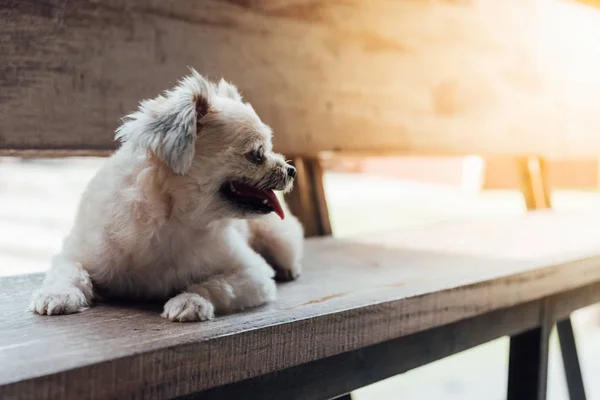 Cão sentado no café olhando para algo — Fotografia de Stock