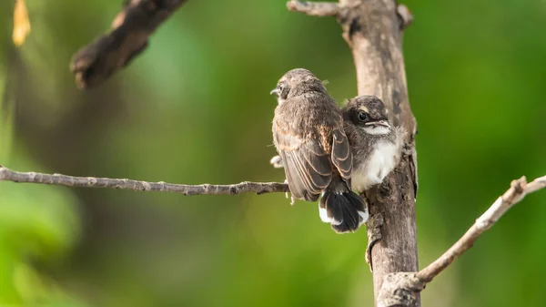 Dos pájaros (Malaysian Pied Fantail) en la naturaleza salvaje — Foto de Stock