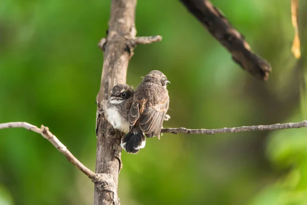 Dos pájaros (Malaysian Pied Fantail) en la naturaleza salvaje — Foto de Stock