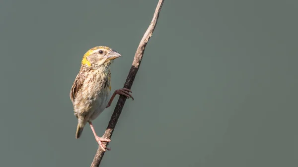 Pájaro (tejedor rayado) en el árbol en una naturaleza salvaje —  Fotos de Stock