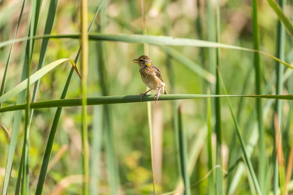 Bird (Streaked weaver) on tree in a nature wild — Stock Photo, Image