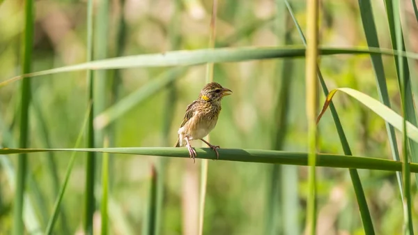 野生の自然の中の木の鳥 (Streaked ウィーバー) — ストック写真