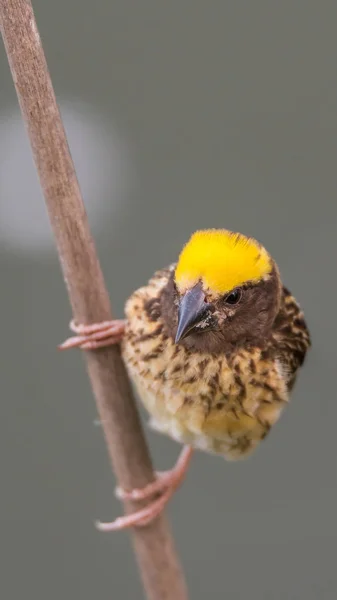Vahşi doğada ağaçta kuş (Streaked weaver) — Stok fotoğraf