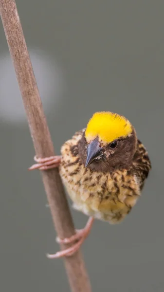 Pássaro (Tecelão estriado) em árvore em uma natureza selvagem — Fotografia de Stock