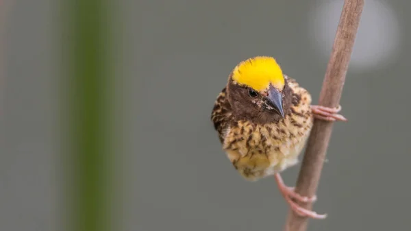 Fågel (randiga weaver) på träd i en vild natur — Stockfoto
