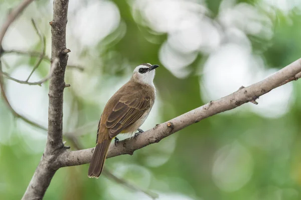 Pták (žlutá odvětráván Bulbul) na strom v přírodě divoké — Stock fotografie