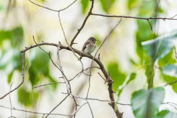 Pájaro (cazador de moscas marrón asiático) en la naturaleza salvaje —  Fotos de Stock