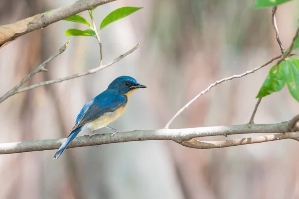 Oiseau (Moucherolle bleu de Tickell) dans la nature sauvage — Photo