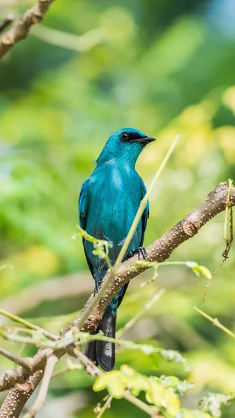 Oiseau (Verditer Flycatcher) sur arbre dans la nature sauvage — Photo