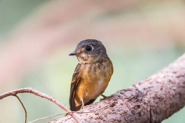 Pássaro (Flycatcher Ferruginoso) na natureza selvagem — Fotografia de Stock