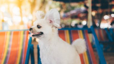 Plaj sandalyede oturan köpek denizde yolculuk ettiğinizde