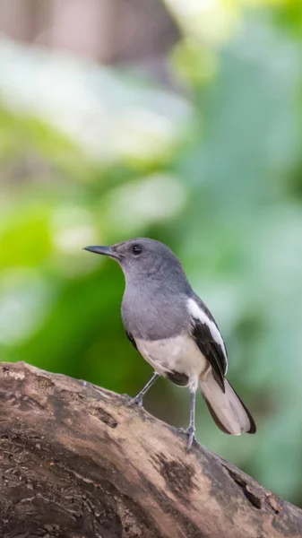 A természet vad madár (keleti szarkarigó) — Stock Fotó