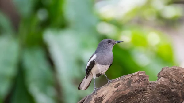 Fågel (orientaliska magpie-robin) i en vild natur — Stockfoto