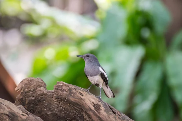 Pták (orientální Straka robin) v divoké přírodě — Stock fotografie