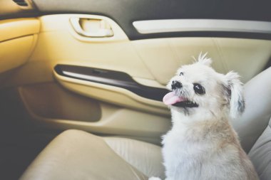 Köpek seyahat için bir araba beklemek içinde oturan çok şirin