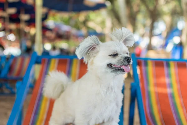 Chien assis sur une chaise de plage lorsque vous voyagez en mer — Photo