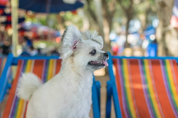 Chien assis sur une chaise de plage lorsque vous voyagez en mer — Photo