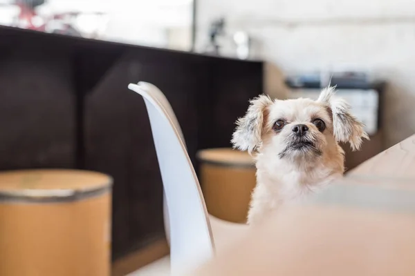 Hunden sitter i café tittar på något — Stockfoto