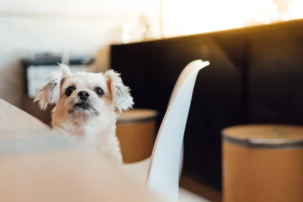 Cão sentado no café olhando para algo — Fotografia de Stock